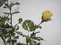 Różanka - Te róże oglądali wracający wcześniej na plebanię