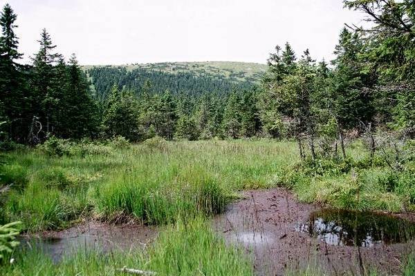 Torfowisko na Mokrym Grzbiecie