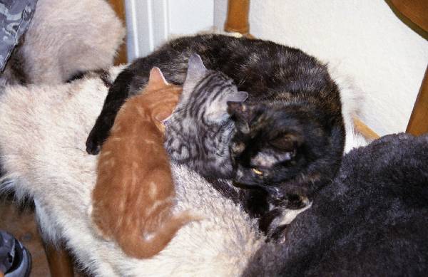 Kocia mama z dziemi
