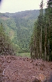 Dolina Srebrnego Potoku - Klinovy Szczyt - Zaamanie stoku