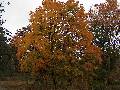 Nowy Potoczek - Kolory jesiennie suszne