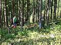 Rudawa - Borntilke (Tylkowe rdliska) - Las wierkowy regla dolnego