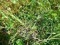 Rudawa - Borntilke (Tylkowe rdliska) - A tu obok pajczynka - jeszcze z ros