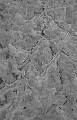 Pnocny stok Wielkiej Sowy - Na pokrytych lodem gaziach osadzia si szad: mniej lub wicej, w jednym rzdzie lub w rzdach kilku. Way to znacznie wicej ni same gazie...