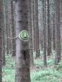 Velk louka - Hranin louka (Czynszwki) - Malowany las: limak na wierku