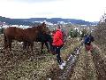 wierki - Wodzicka Gra - Koniki powyej wsi