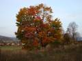 Trzebieszowice - stacja kolejowa - Barwy jesieni