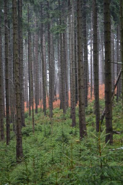 Zamkowa Kopa: kolory lasu