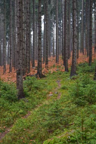 Zamkowa Kopa: kolory lasu