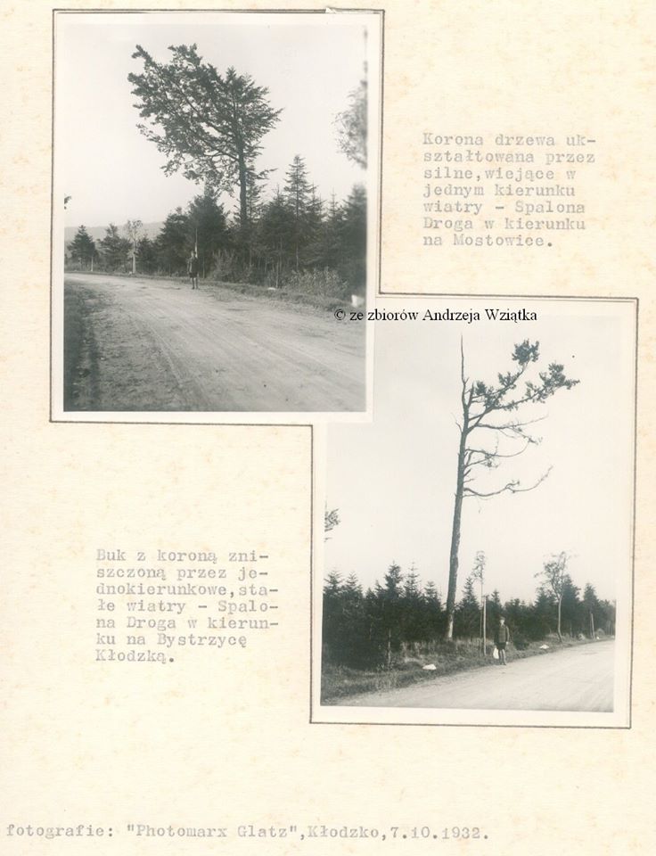Drzewa w Spalonej w roku 1932 - Photomarx, Glatz