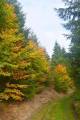 Kiov hora -  rdo Cichej Orlicy - Barwy jesieni