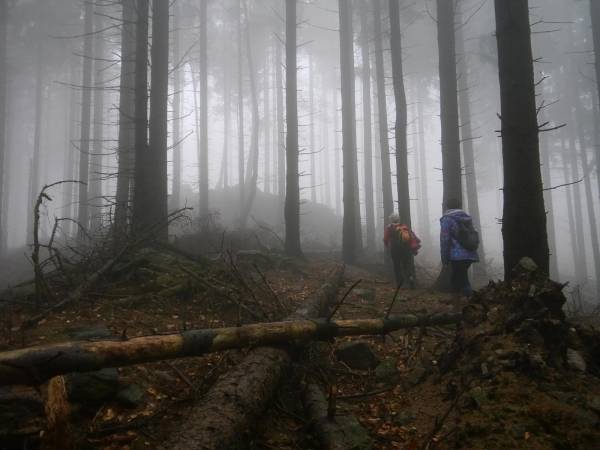 W lesie listopadowym - zdjcie od Boeny