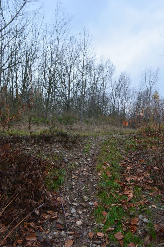 Suche ozysko Nysy Kodzkiej - nasze miejsce ogniskowe - rozjedona skarpa