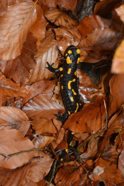 JZ_20171028_43255_salamandra.jpg