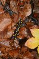 Kiko - Czarny Staw - My mielimy trudne zejcie ale salamandry piy si stromo pod gr i wcale nie wyglday na zmczone.