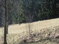 Olešnice v Orlických horách (górna część wsi) - A co on tam robi pod lasem?