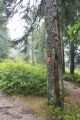 Hala pod nienikiem - nienik (20201010) - Szlak zielony na szczyt. Kolejne drzewo podejrzanie oznakowane...  