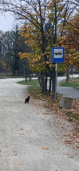 Przystanek autobusowy w krzakach