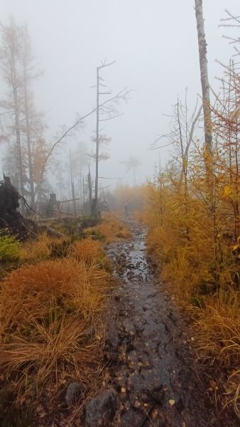 �cie�ka w brzozach