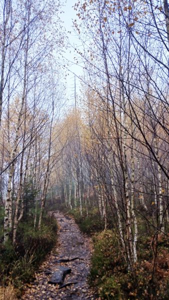 �cie�ka w brzozach