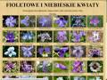 Kwiaty Ziemi Kłodzkiej - przykład zawartości - fioletowe i niebieskie
