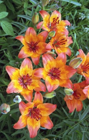 Feuerlilie czyli lilia bulwkowata